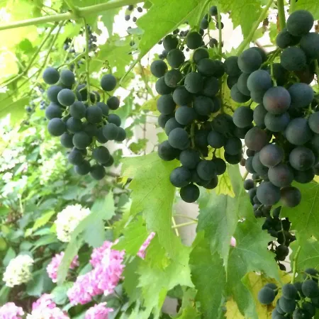 Les Chotzi's Дом отдыха *