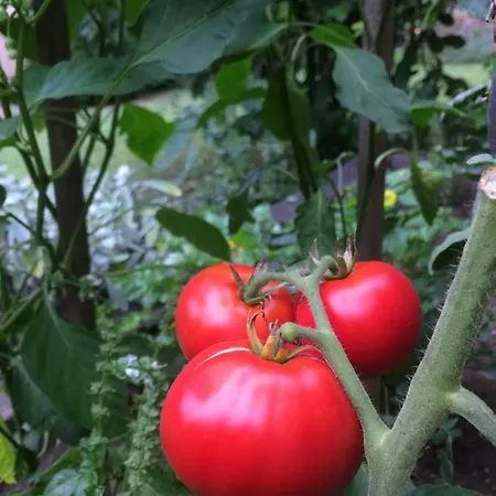 Les Chotzi's * Maennolsheim