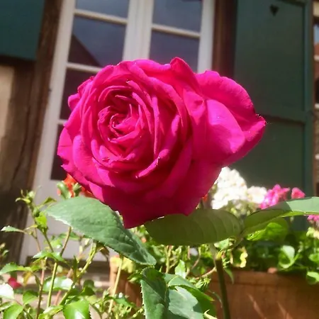 Дом отдыха Les Chotzi's *